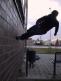 q8-parkour-8p